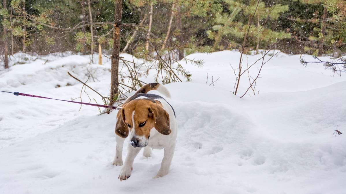 Beagle lumessa