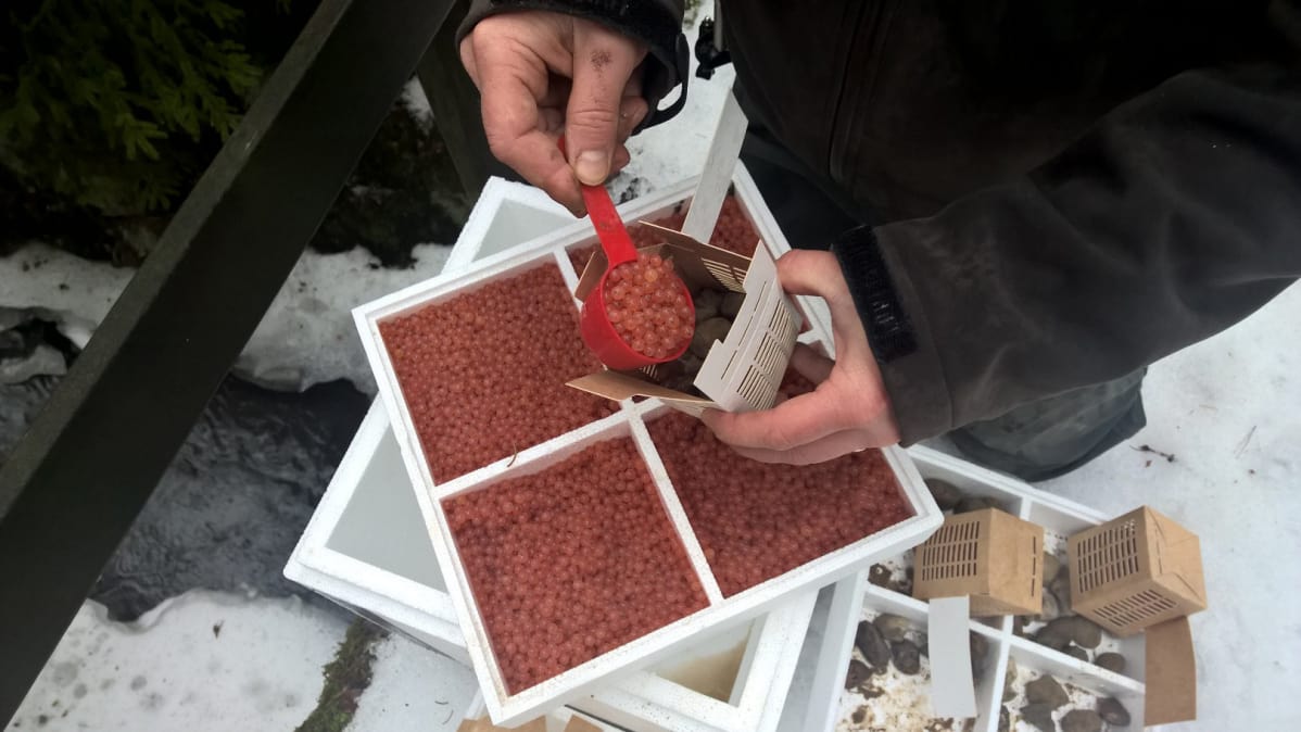Manu Vihtonen laittaa mätiä biohajoavaan mätirasiaan.
