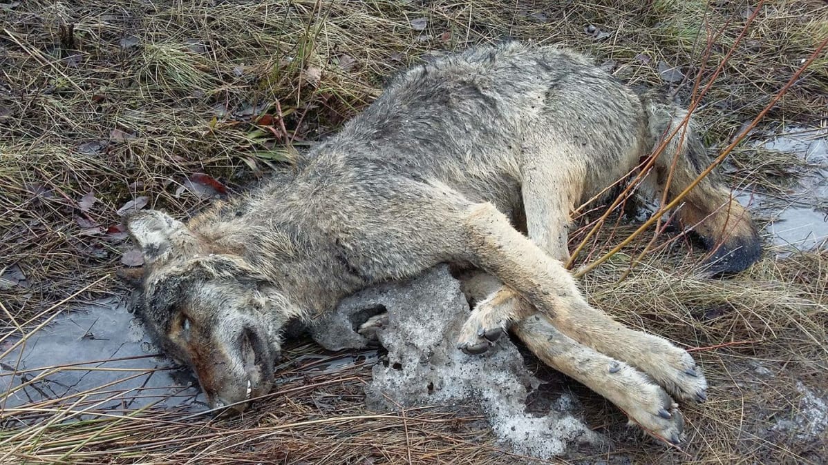 Sudeksi epäilty raato löytyi viime lauantaina Vanhan Hämeenlinnatien varresta Nurmijärveltä. Se oli tutkijan mukaan ollut löytöhetkellä kuolleena jo useita päiviä.
