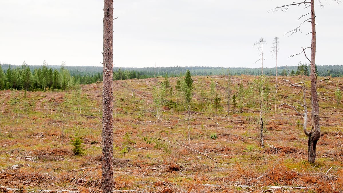 Hakkuuaukea Kainuussa.