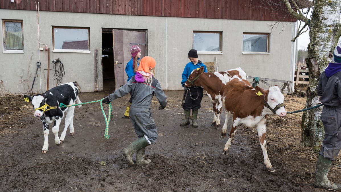Lapset taluttavat vasikoita Iivonlahden maitotilalla