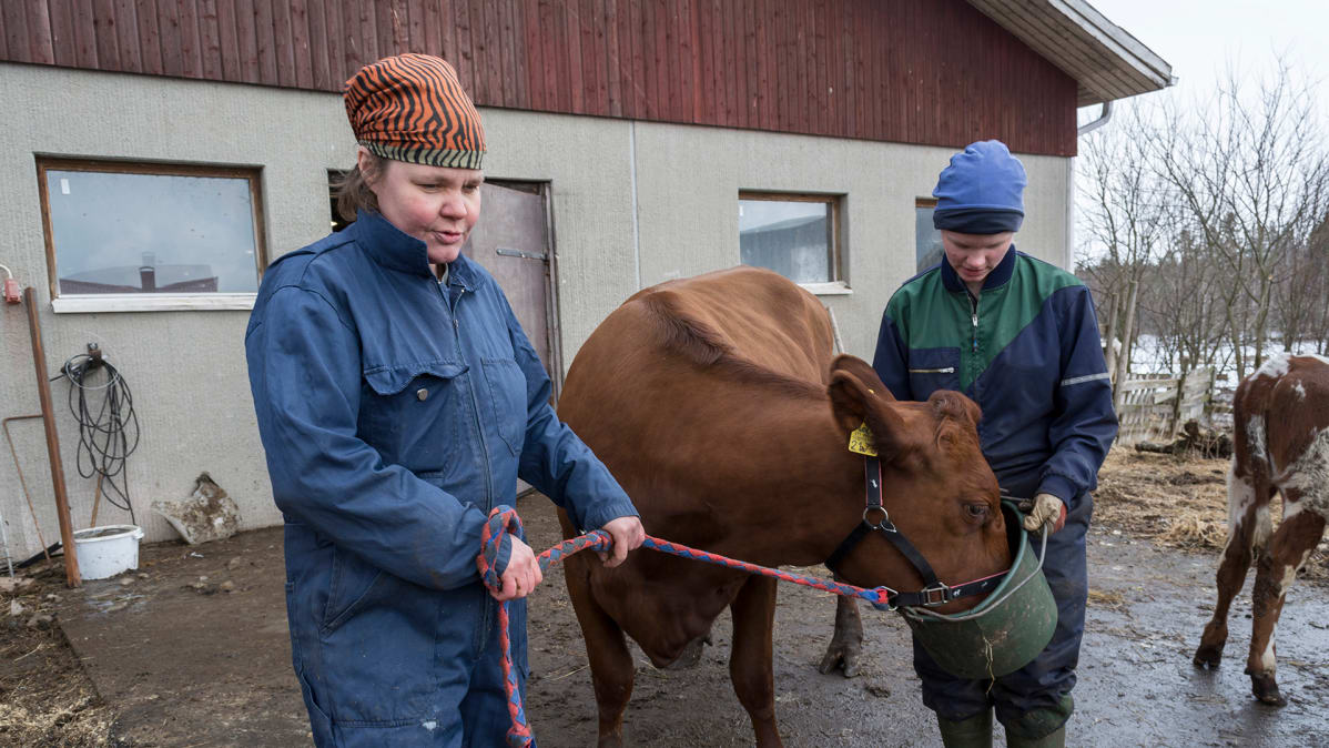 Iivonlahden maitotilan emäntä Anna Rönty seisoo lehmän kanssa