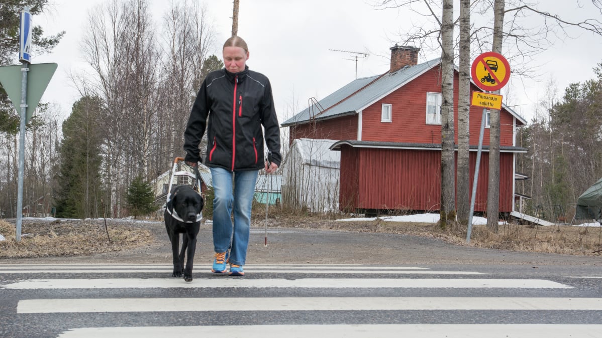Sirpa Myöhänen kulkee suojatien yli opaskoiran kanssa.