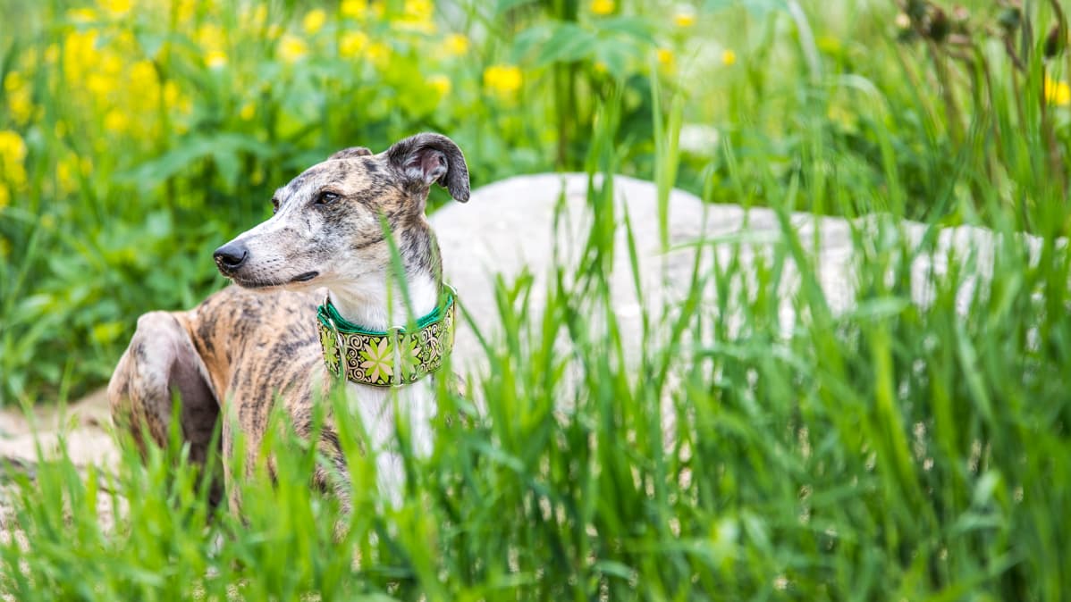Siiri-galgo nauttii kesästä.