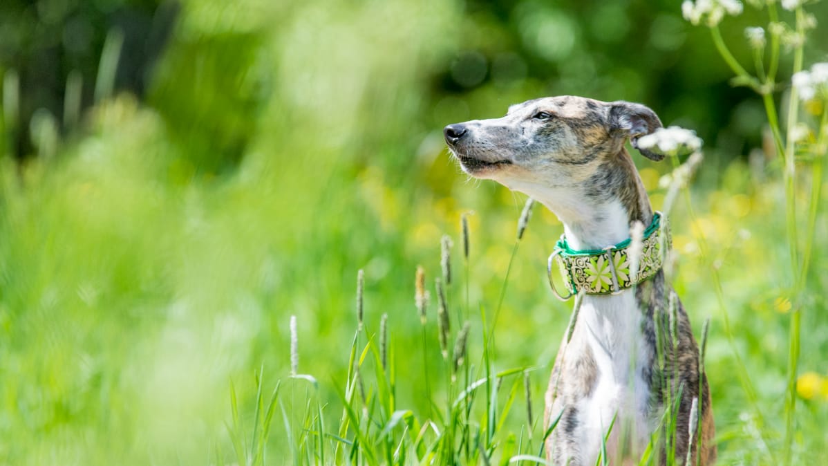 Siiri on noin 3,5-vuotias galgo, joka on pelastettu espanjalaiselta tappotarhalta Suomeen.