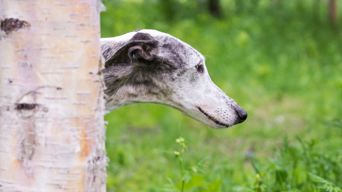 Lupita-galgo koirapuistossa.