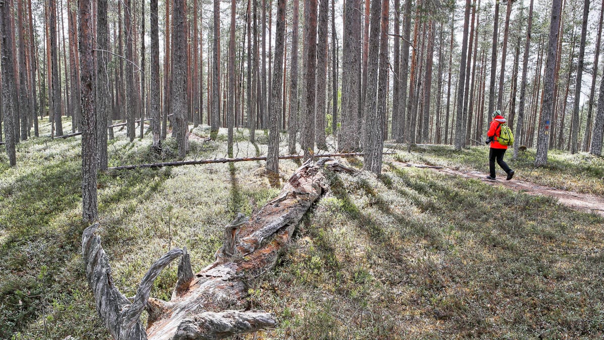 Retkeilijä Hossan kansallispuistossa. Kuvituskuva.