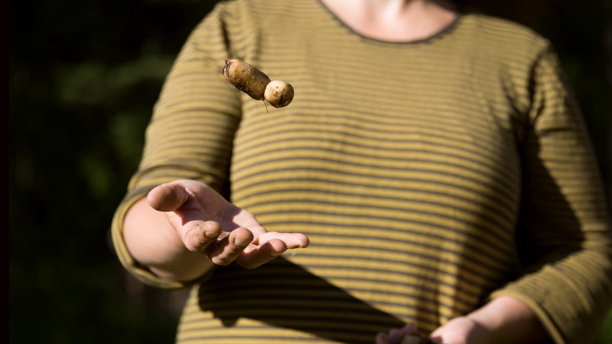 Uusia perunoita.