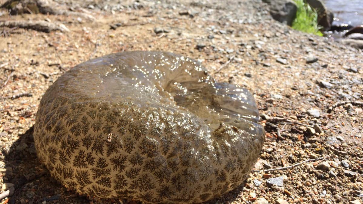 Pectinatella magnifica -sammaleläin