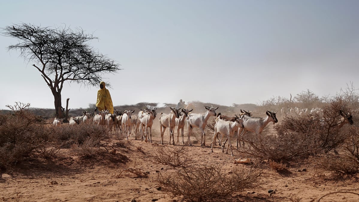 Vuohia Somalimaassa.