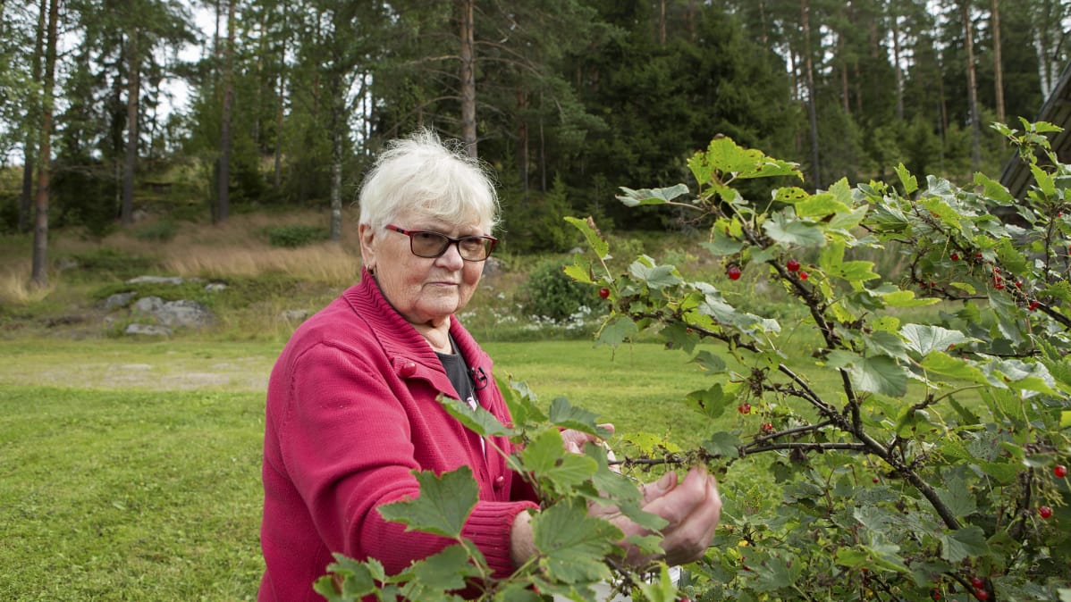 Kirsti poimii punaviinimarjoja