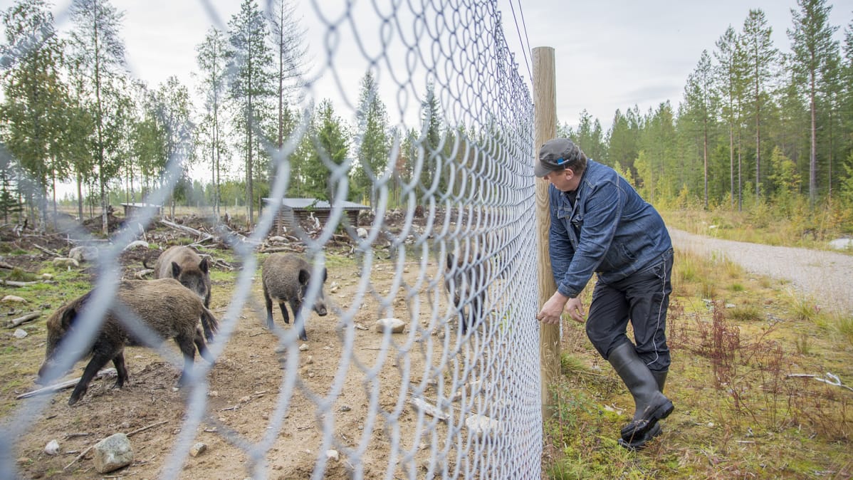 Veikka Juntunen villisikojensa kanssa.
