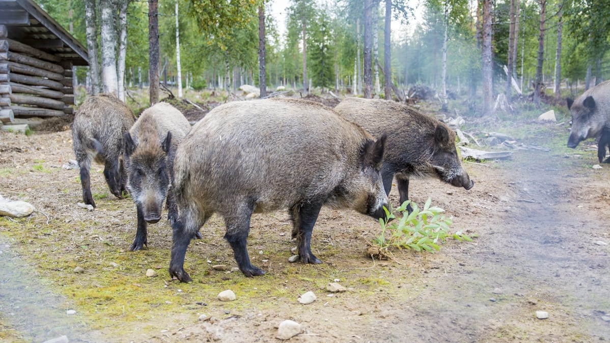 Villisikoja villisika tarhalla Suomussalmella.