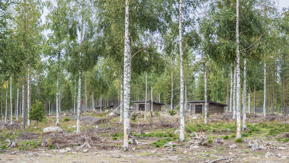 Villisikojen mökkejä.