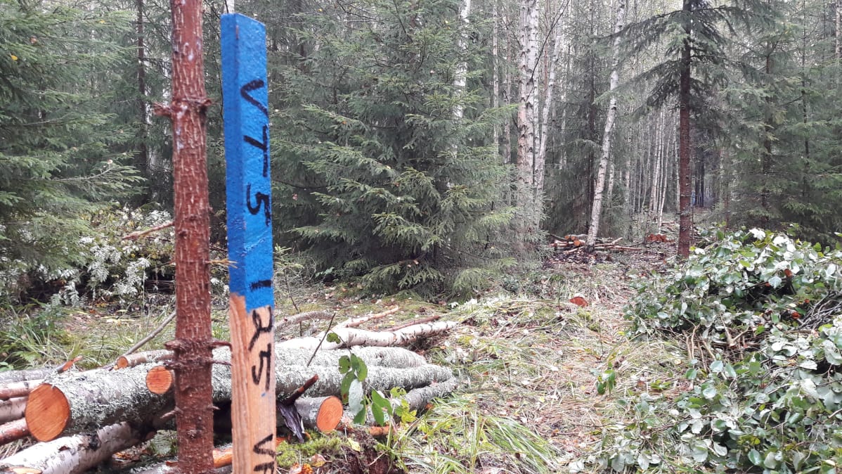 Sininen tielinjan merkki metsässä
