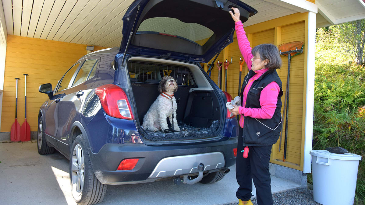 Nainen "pakkaa" koiran auton takakonttiin