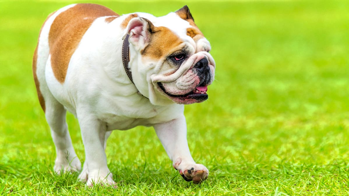 Bulldoggi