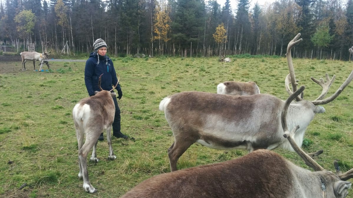 Tuire Kaimio kouluttaa eläinnäyttelijöitä.