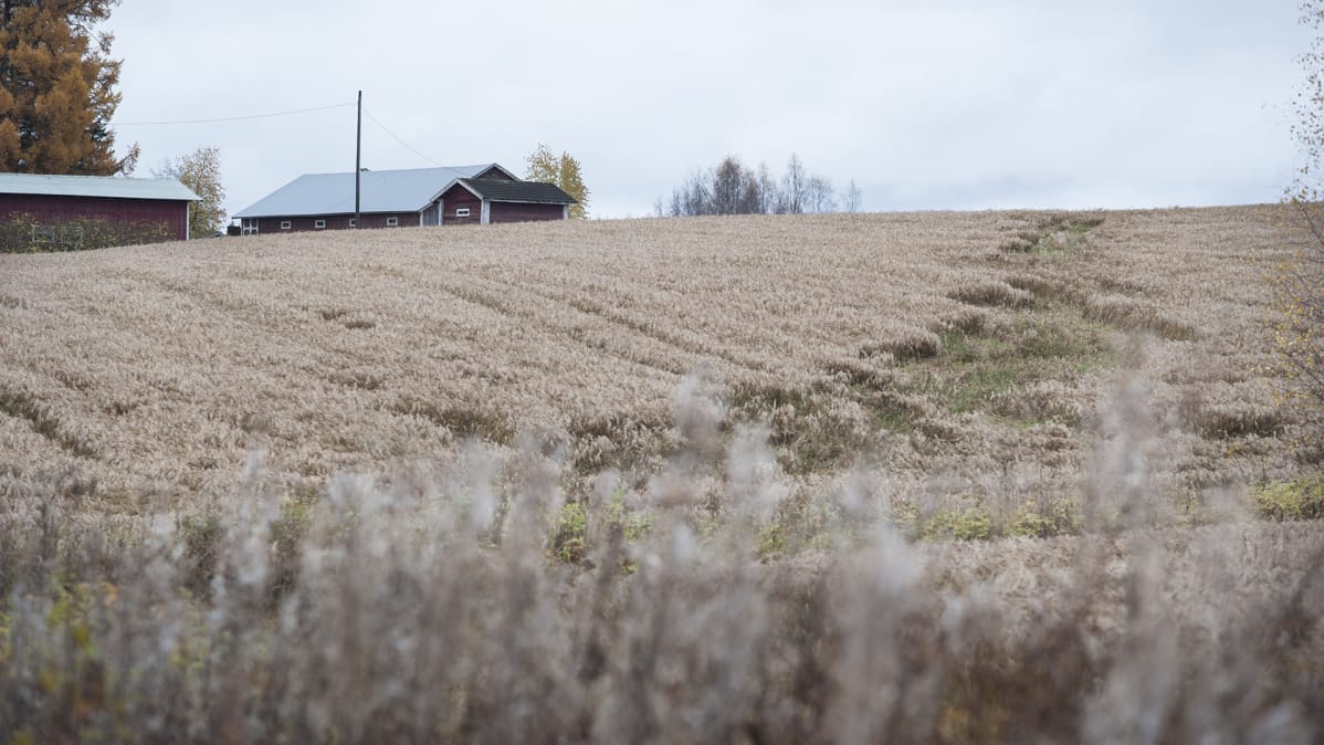 Lakoontunutta viljaa.