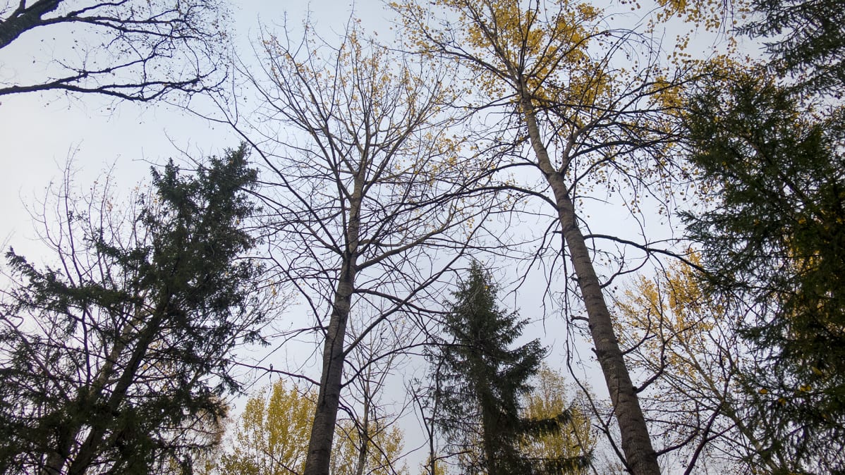 Syksyistä metsää