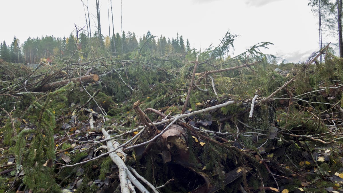 Okksia ja kaatuneita puita metsässä