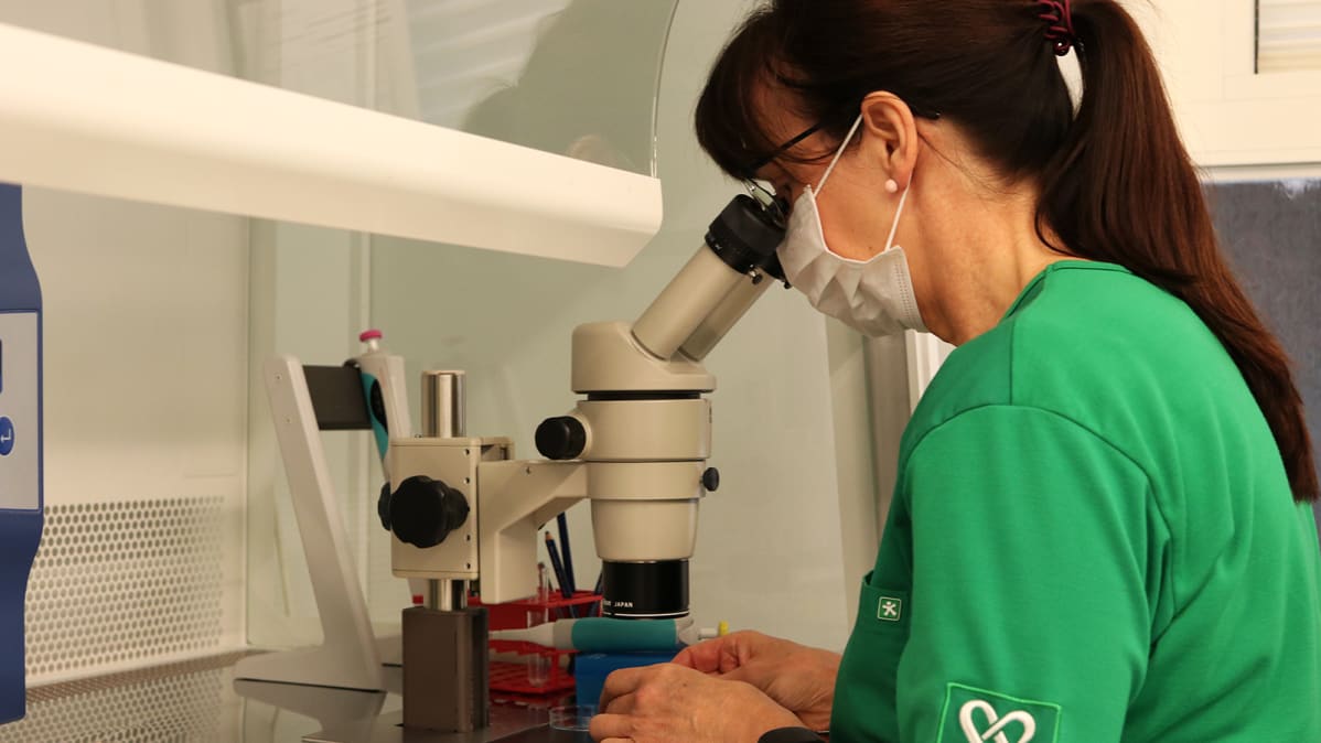 Laboratorionhoitaja Irma Sundqvist katsoo mikroskooppiin