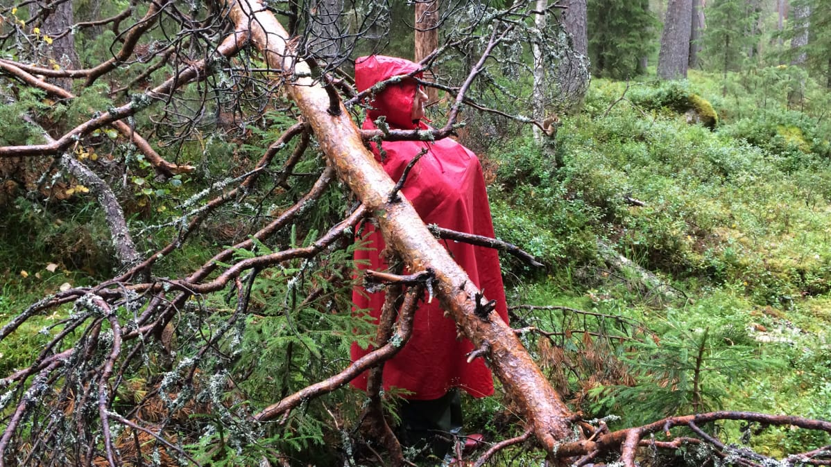 Punaiseen sadetakkiin pukeutunut nainen seisoo metsässä puun rungon alla.