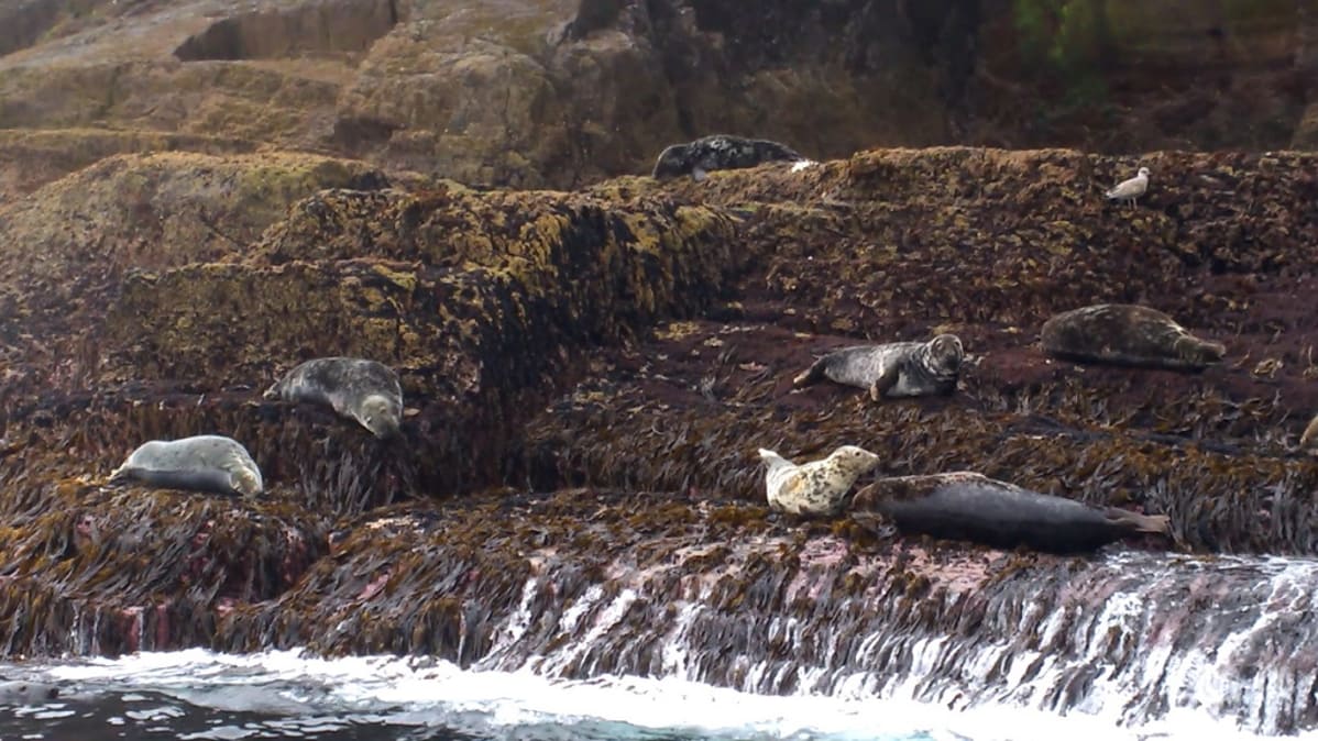 Little Skelligin rantakivillä lekottelevat hylkeet ilahduttavat veneturisteja. Munkeille ne olivat tärkeä ravinnonlähde, jos niitä vain onnistuttiin nappaamaan.