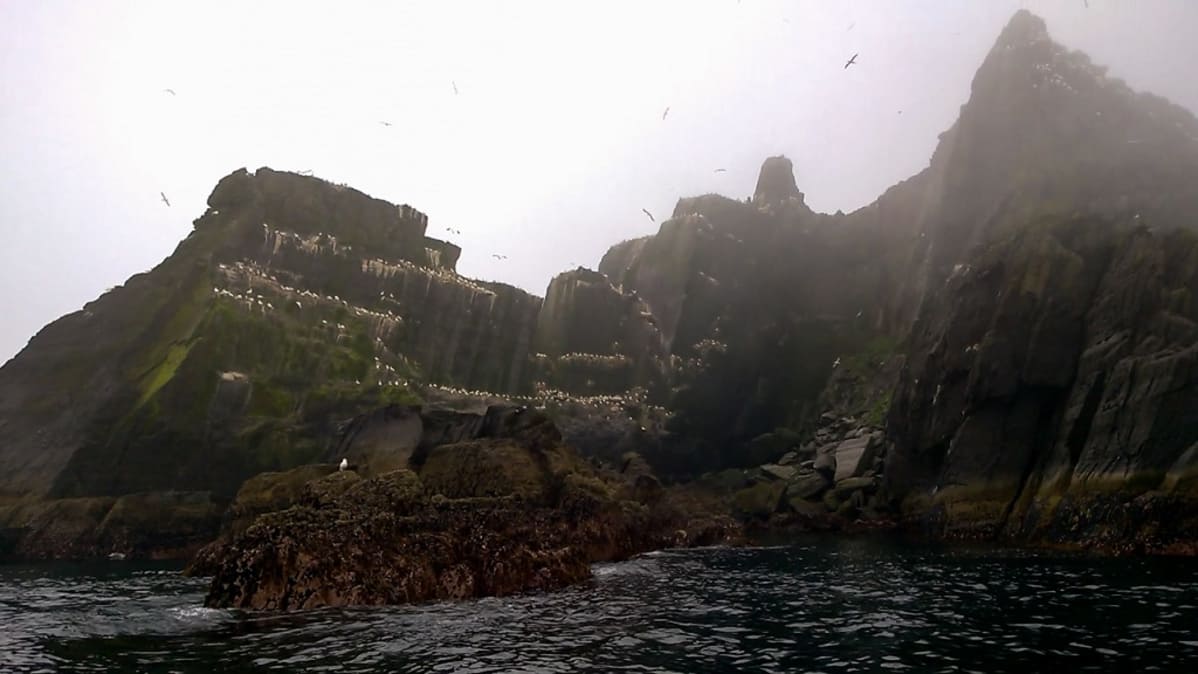 Little Skellig on kymmenien tuhansien lintujen koti, ja saarelle nousu on tyystin kielletty.