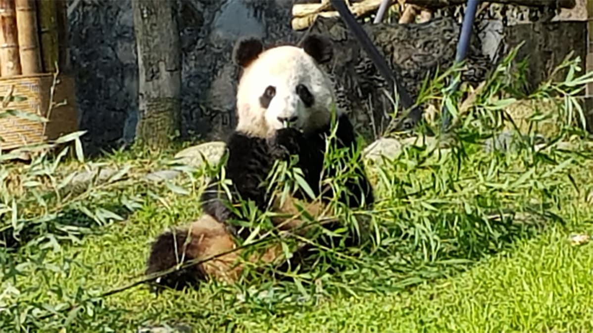 JinBaoBao -panda.
