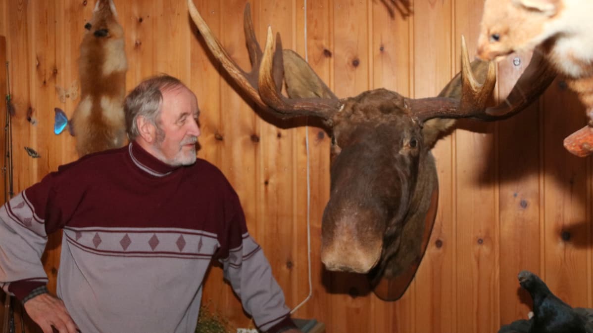 Metsästäjä Pekka Karhu esittelee täyttämäänsä hirven päätä