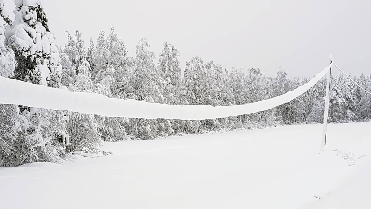 Tykkylunta sähkölinjan päällä.