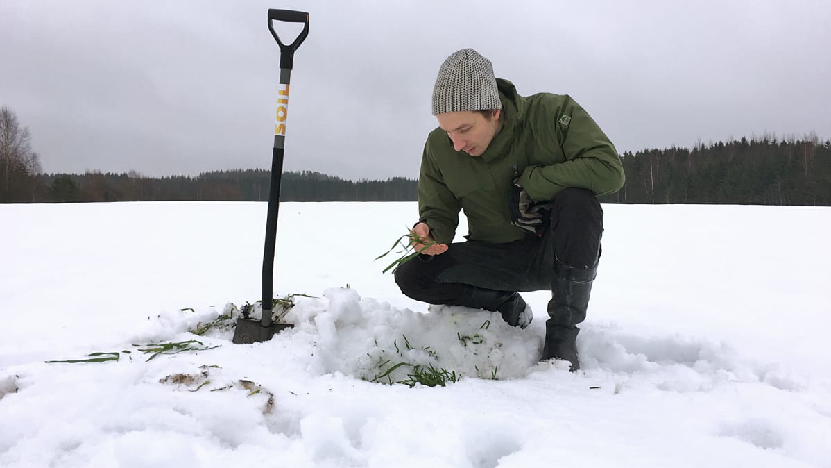 Maanviljelijä Juuso Joona tutkii syysruista pellollaan talvella 2018