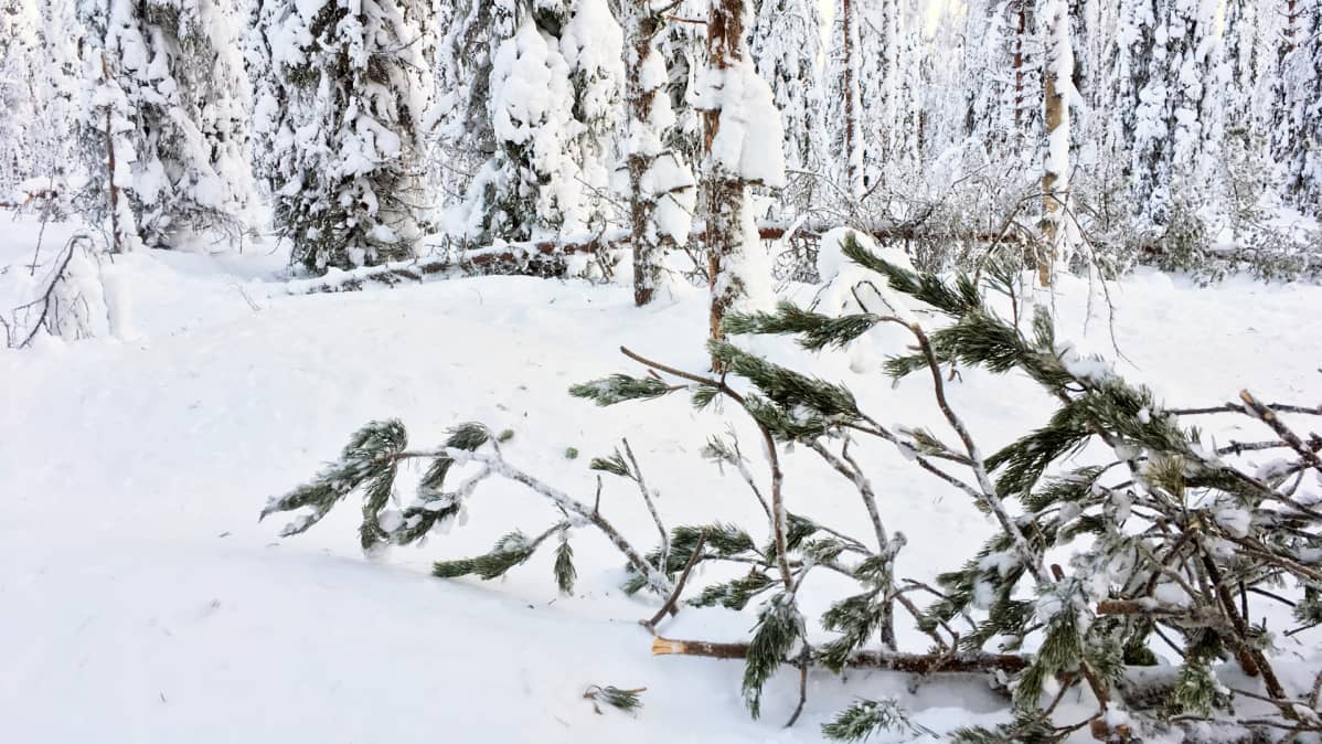 Katkenneita puita tykkylumisessa metsässä.