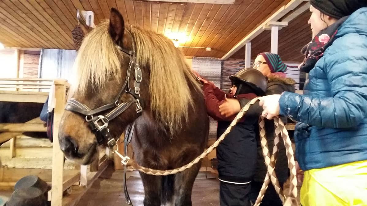 Terapiahevosen harjausta tallissa
