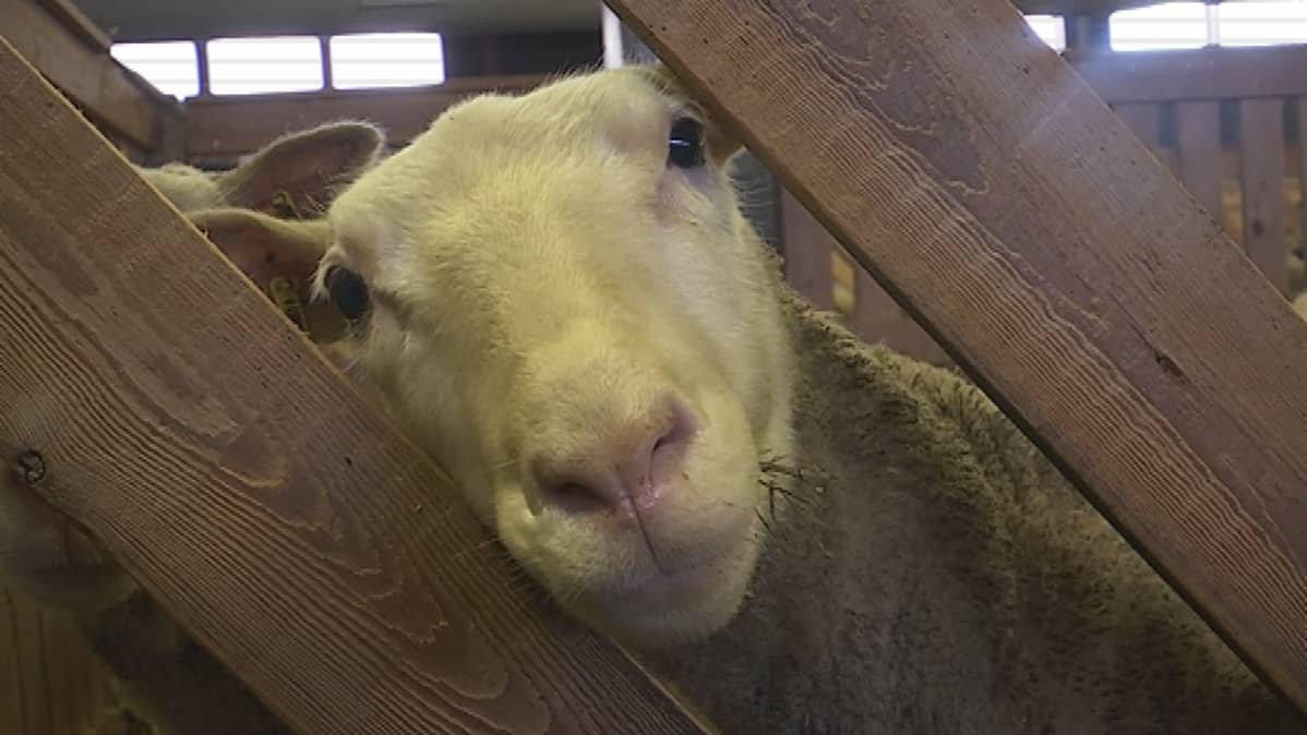 Lammas kurkistaa karsinan raosta.