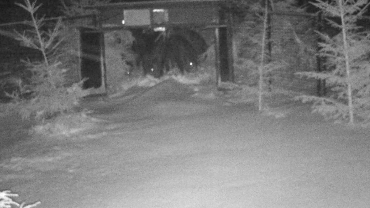 Villisikoja riistakamerassa ansa-aitauksen suuaukolla