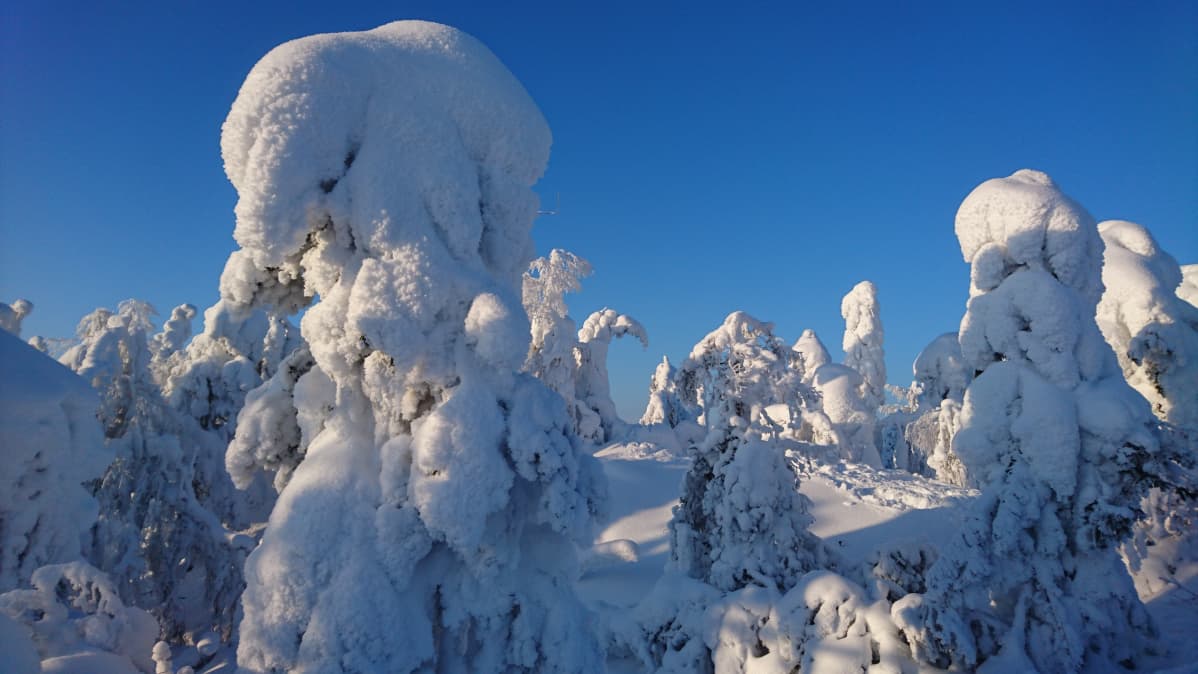 Lumisia puita Vuokatinvaaralla.