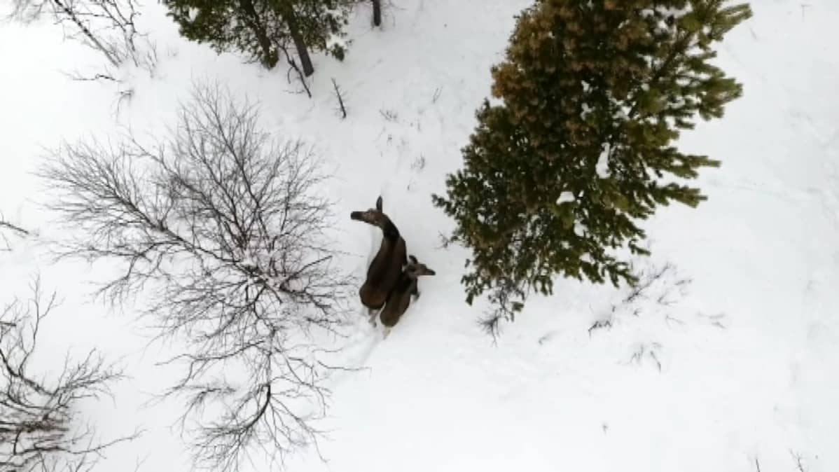 Hirviemä ja vasa Angelissa