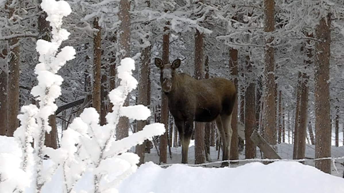 Inarin Angelissa hirvet ovat tavallinen näky pihassa olevassa porojen ruokinta-aitauksessa.