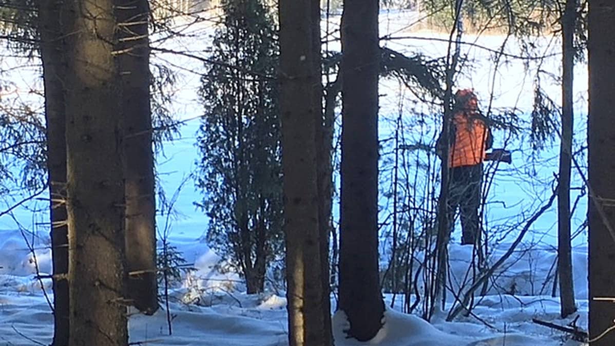 metsästäjä puiden keskellä metsän ja pellon reunassa, villisikajahti , Jaala