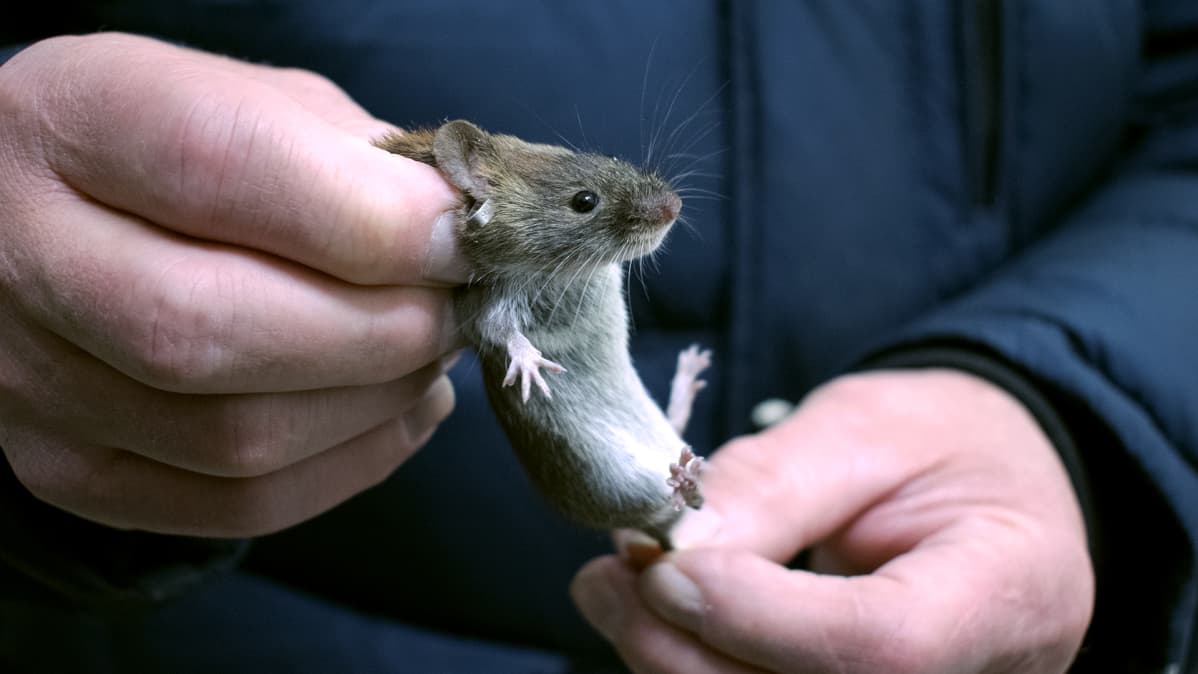 Tutkija pitää metsämyyrää kiinni niskasta ja hännästä.