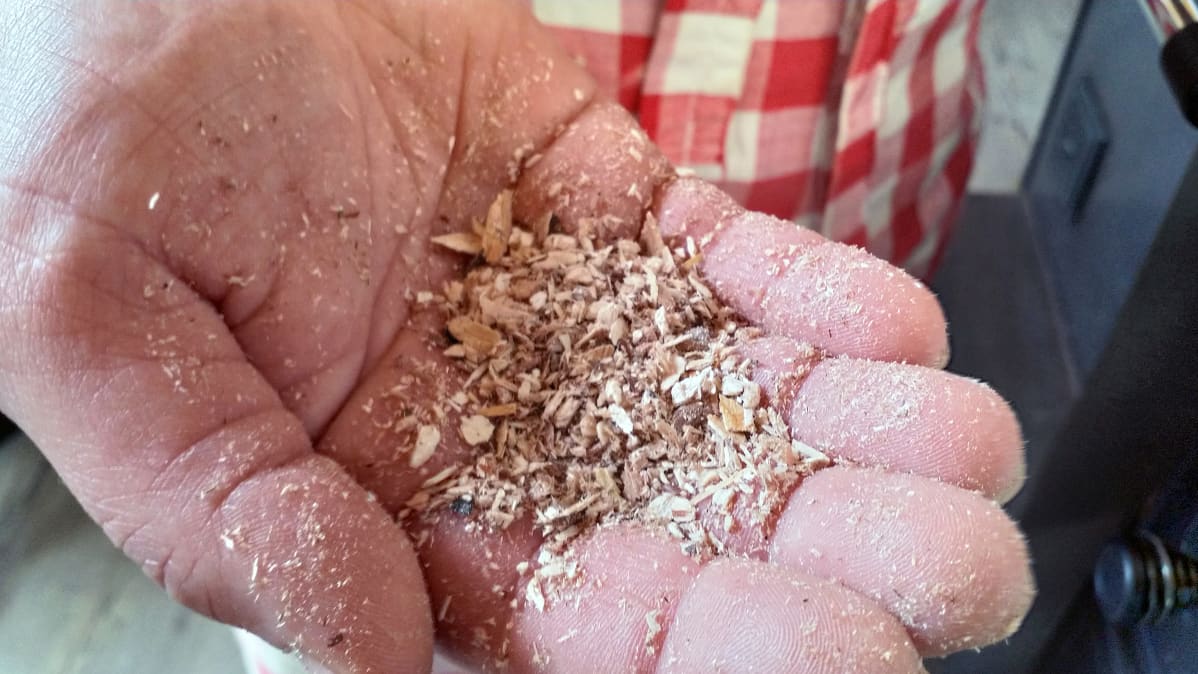 Pettulastuista jauhettua purua kädessä.