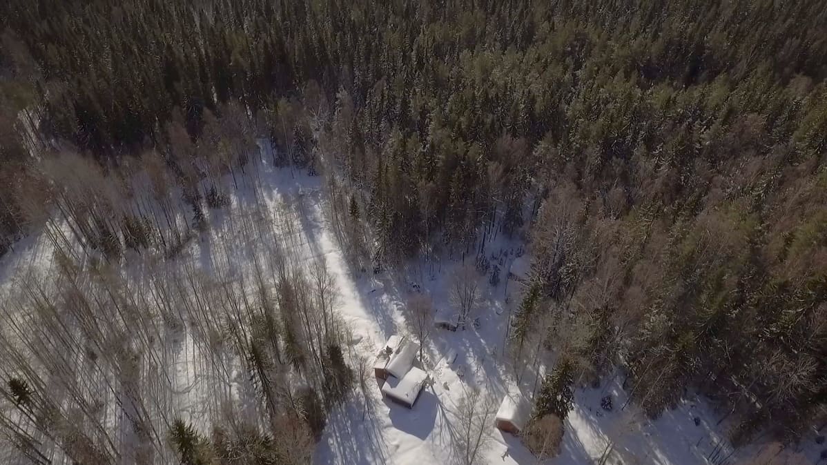 Marketta Hornin mökki keskellä saarijärveläistä ikimetsää.