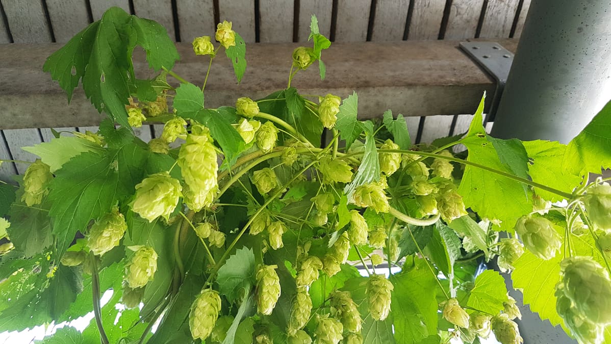 Humalaköynnös