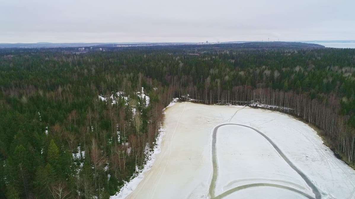 Niihaman metsä