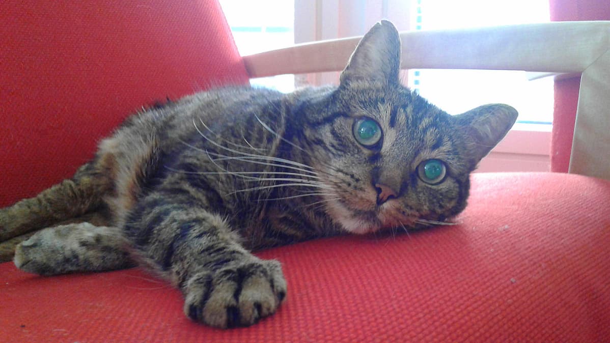 Kalle-kissa.