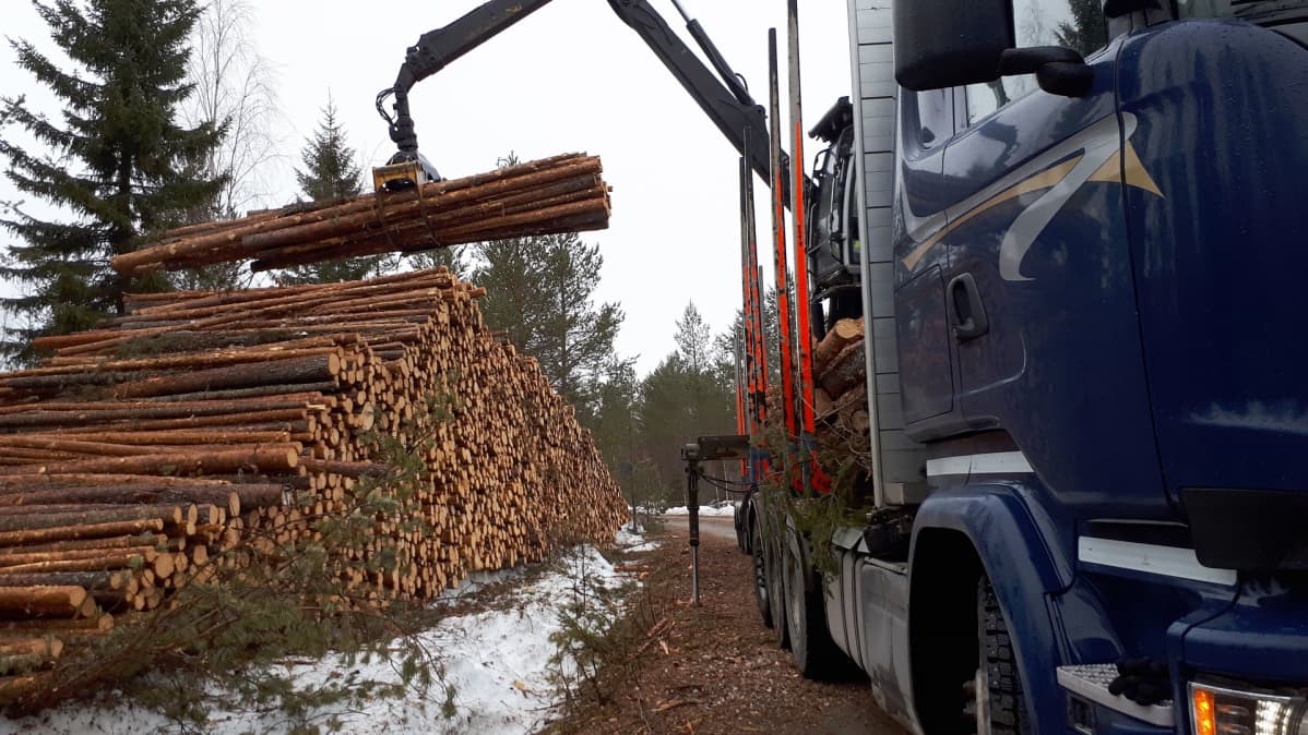 Puutavara-auto metsässä.