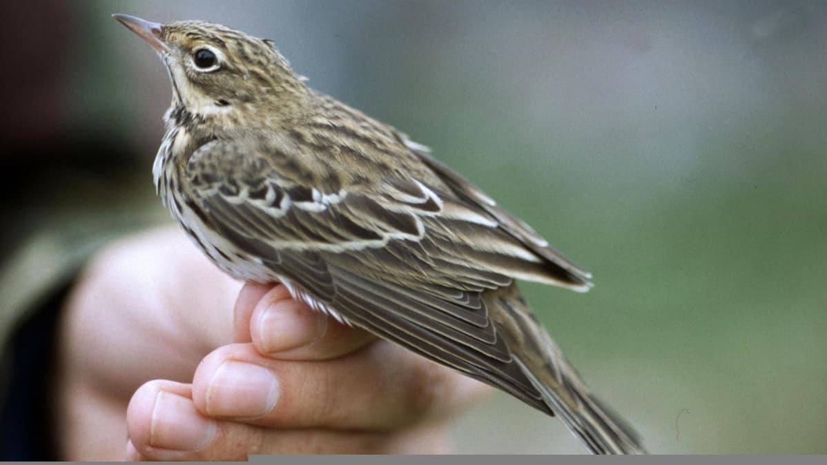 Metsäkirvinen on viidenneksi yleisin lintulaji Suomessa.