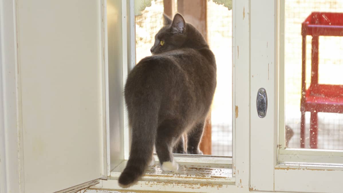 Kissa.